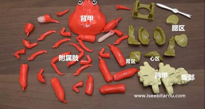 ズワイガニ解体パズル.jpg